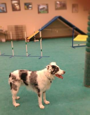 Hailey enjoying AZ Dog Sports play time!