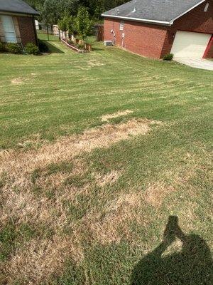 diseased dead lawn