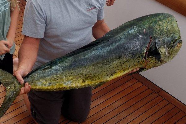 Mahi-Mahi, Sebastian Inlet Charters