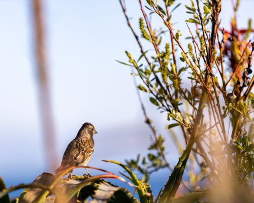 Monterey Bay Coastal Trail