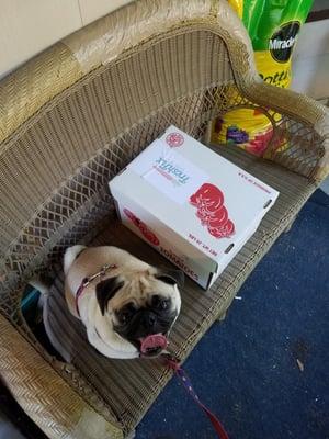 Even @geopug loves Fresh Fix day!