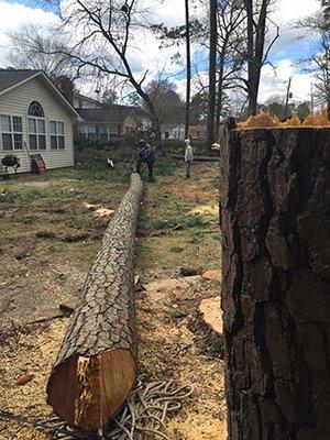 Pine Tree Removal Columbia SC