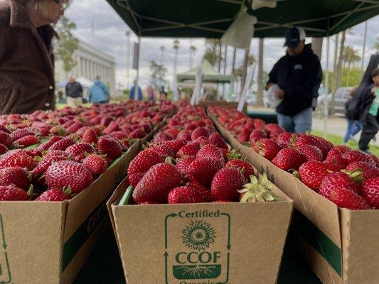 Organic berries from Rodriguez Farms