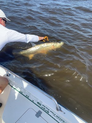 Tarpon