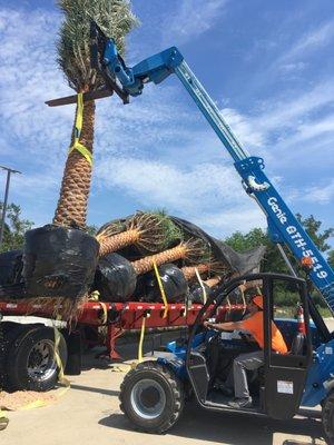 Unloading Palm Trees For Landscape