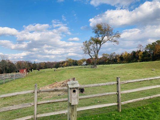 Necessity Farm