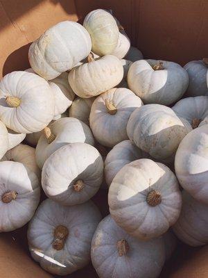 Blue pumpkins