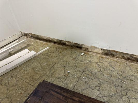 Mold damage