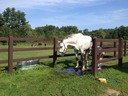 Horse-boarding facilities