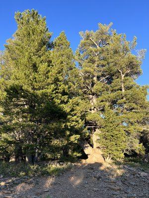 limber pine nature trail