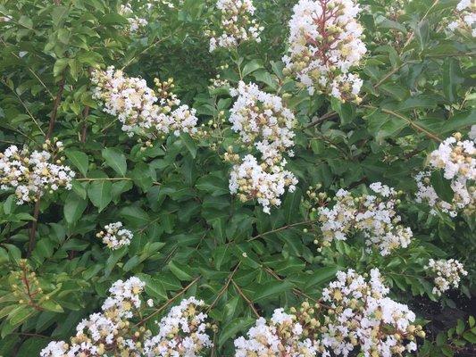 Natchez Crape Myrtle