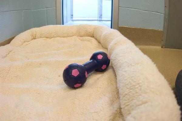 Your best friend can have the comforts of home when staying at OAH.  Comfy beds, their favorite toys..not a problem.