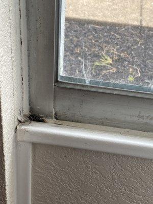 Mold on window