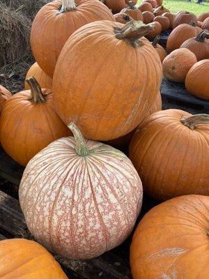 Fall pumpkins