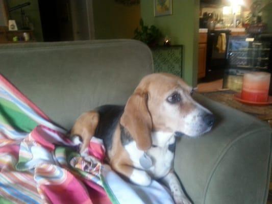 My Shayla - the Beagle