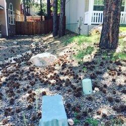 Give us a call for a needle cleanup of your yard is looking like this!! 928-607-2336