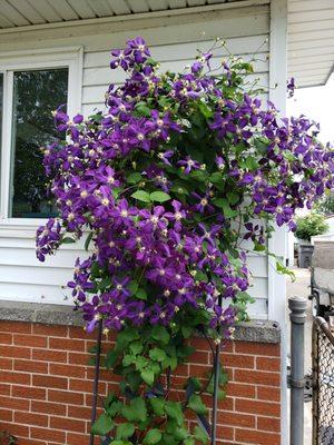 Clematis is a climbing vine that adds vertical interest.