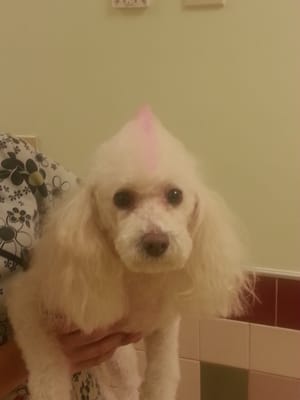 Tinka loves her triangular pink tipped mohawk!