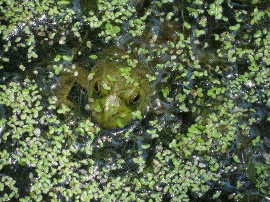 Frog face