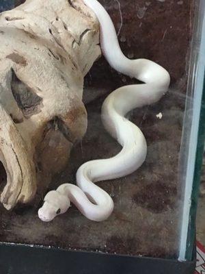 Ivy, my ivory ball python.