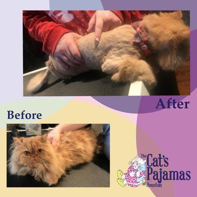 Matted kitty gets a fresh start~!