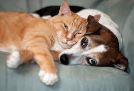 We love & care for your family pets as if they were our own!