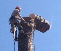 Arbor Care Tree Service