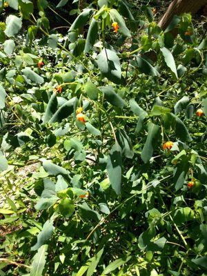 Lots of greenery, shaded spots and flowers along the trails.