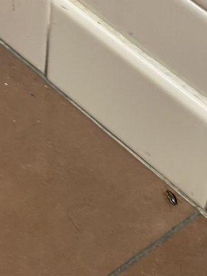 Roaches in the bathroom