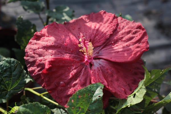 Hibiscus moscheutos 'Robert Fleming'