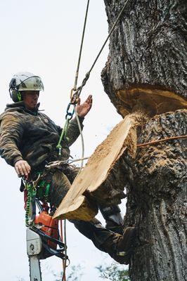 Edwin's Landscaping and Tree Experts