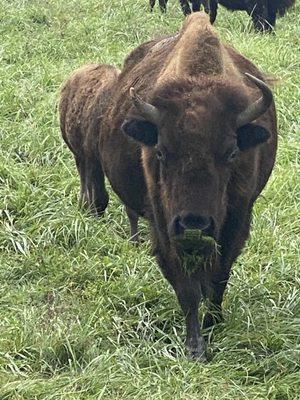 Buffalo