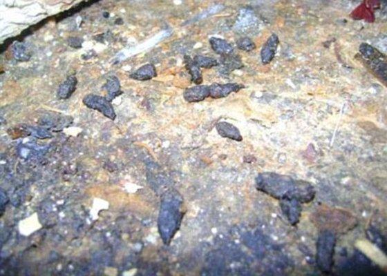 Rodent droppings in the corner, by the counter.