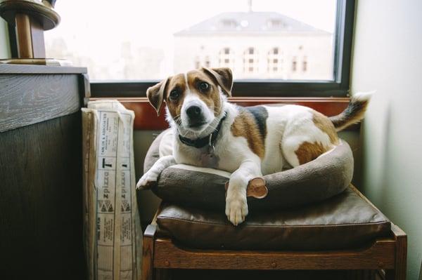 Hunters Capital office dog, "Bentley"