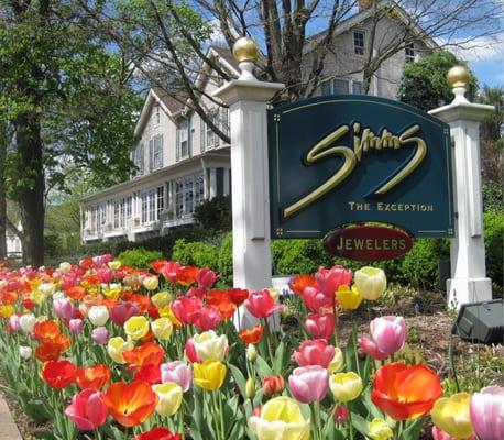 Tulips in bloom @ Simms Jewelers