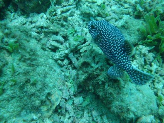 Scuba Diving in Costa Rica