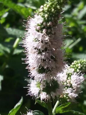 herb flower - mint