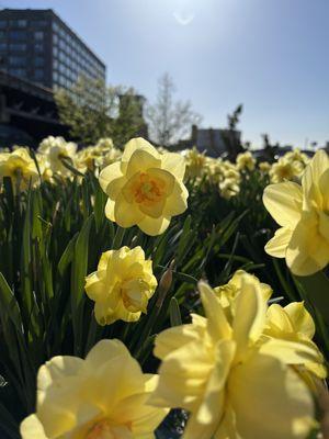 Daffodils everywhere!