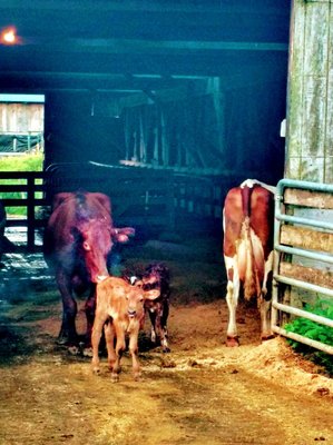 Two calves born this morning.