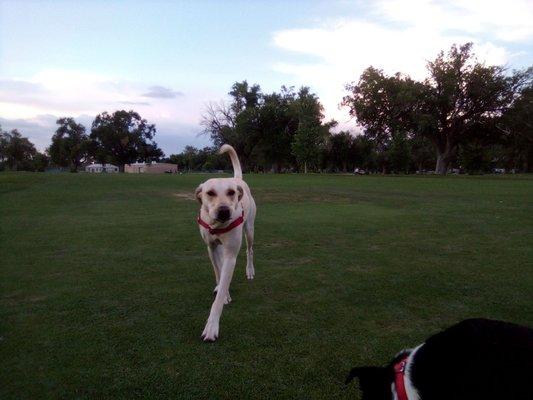 UNM North Golf Course