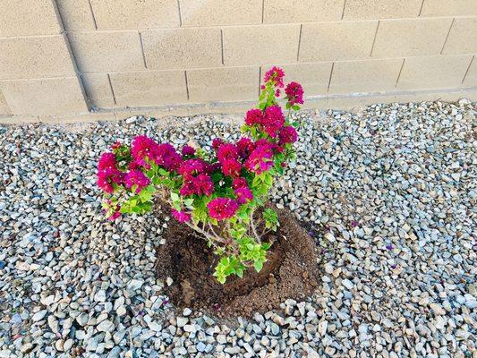 Torch glow bougainvillea