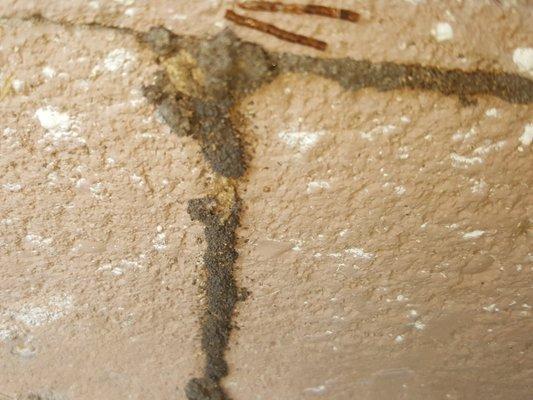 Subterranean Termite Tunnel