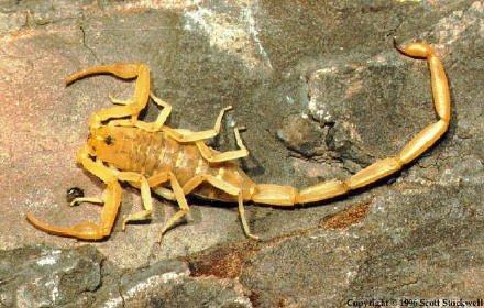 Bark Scorpion