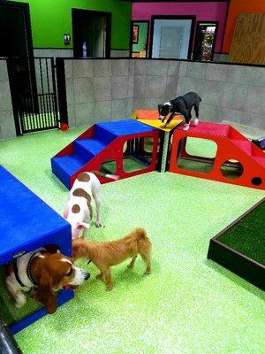 Doggy Daycare