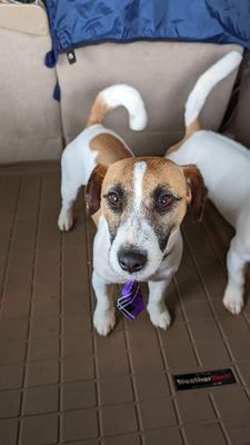 My Waggs handsome in purple tie!