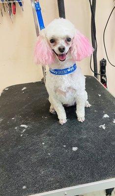 Adorable Tillie likes the way her pink ears look