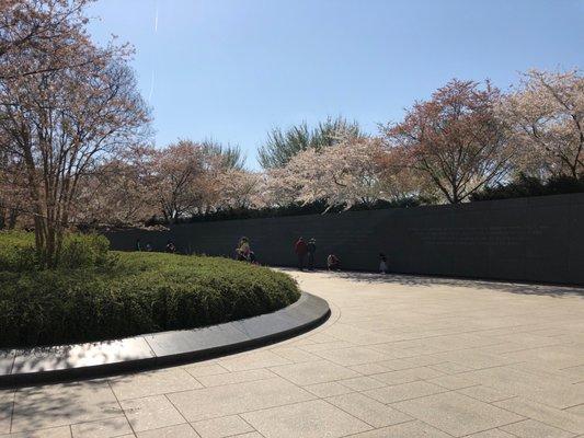 Cherry blossoms at MLK