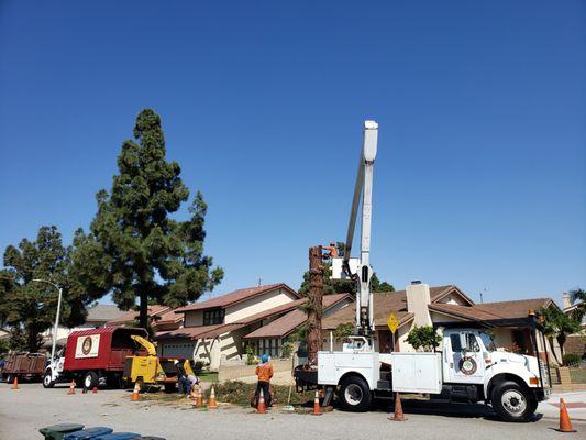 Cerritos city tree removal