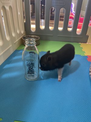 Size next to a 1/4 gal jug. Tiny tiny piglet