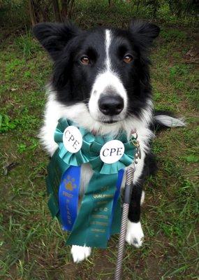 Zinni's Agility Trial ribbons!